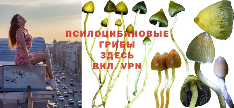 Псилоцибиновые грибы Magic Shrooms  Безенчук 